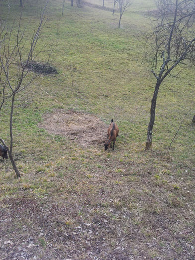 20140209_131005 - Capre Alpina Franceza