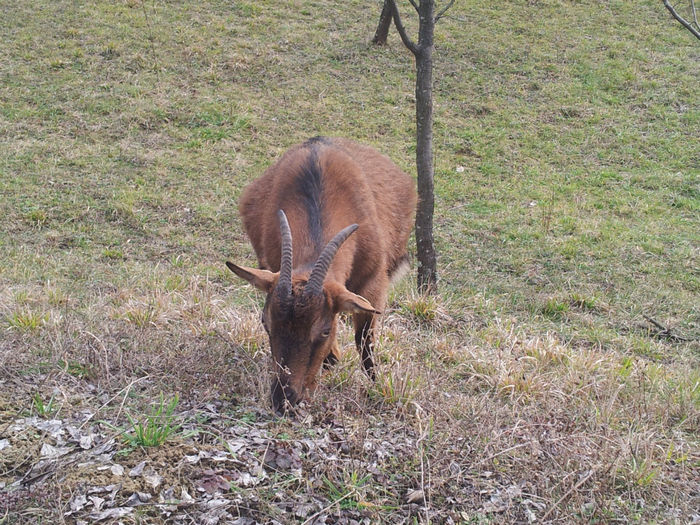 20140209_131023 - Capre Alpina Franceza