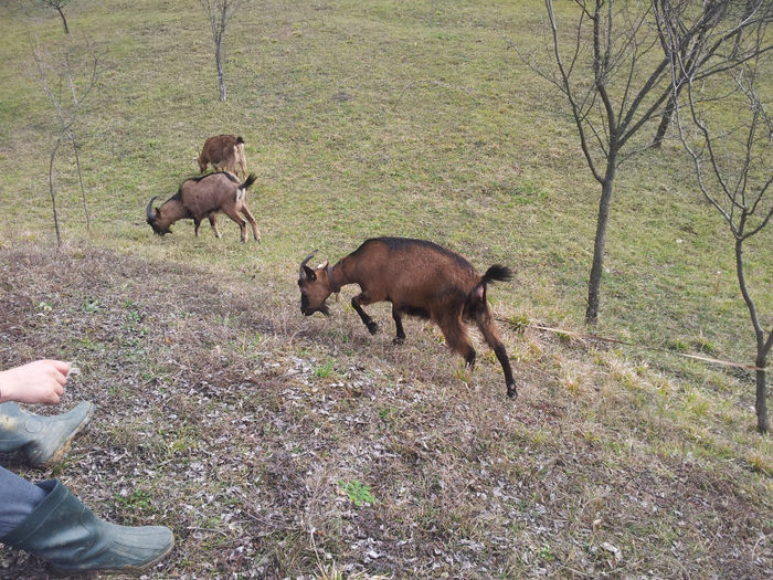 20140209_131108 - Capre Alpina Franceza