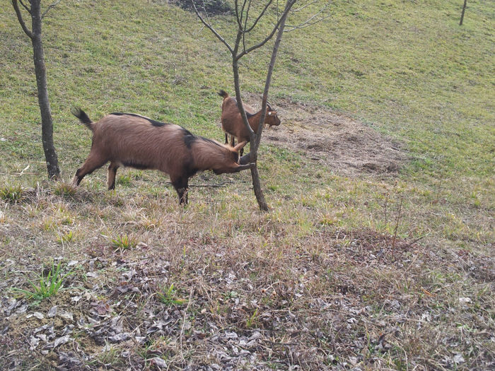 20140209_133216 - Capre Alpina Franceza