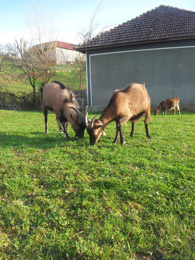 20140301_162028 - Capre Alpina Franceza
