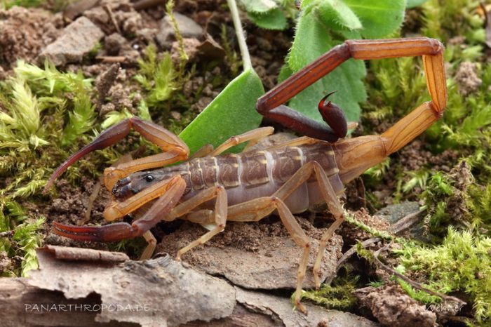 Lychas scutilus; adult mascul;fam.Buthidae ;in S-E Asiei:Thailanda,Malaysia si Indonesia
