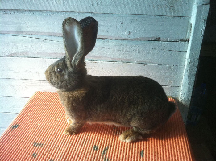 RO114  33143 (F4); De la Boros Csaba - 96 pct
