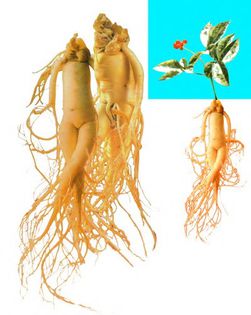 panax ginseng rizom viu pt plantat - b_bulbi extrem de rari