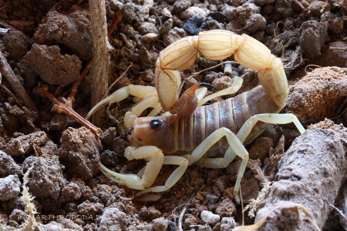 Parabuthus raudus; fam.Buthidae;in Angola, Botswana, Namibia,Africa d sud,Zambia si Zimbabwe
