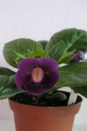 Ozark Sentimental Journey