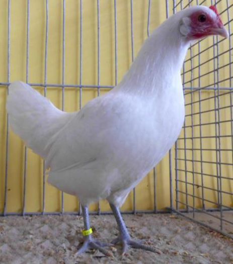 dtz-huhn-weiss-516m - 6 Varietati culoare Pitica Germana