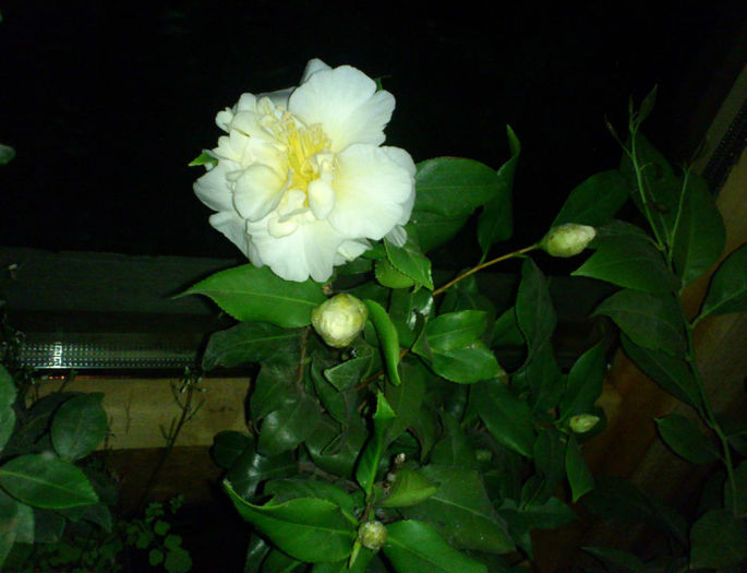 alba 8martie2014 - Camellia