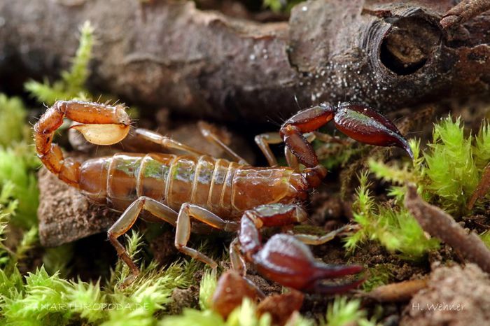 Belisarius xambeui; adult;fam.Troglotayosicidae;in partea de est a Pirineilor
