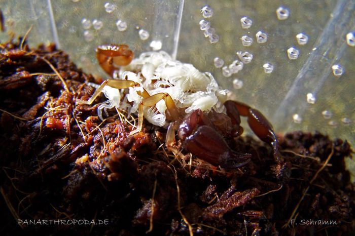 Belisarius xambeui; femela cu pui;fam.Troglotayosicidae
