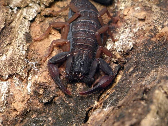 Centruroides gracilis; fam. Buthidae; in Mexic,venezuela,columbia si Ecuador
