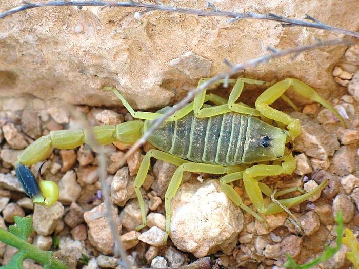 Leiurus quinquestriatus; Fam. Buthidae;africa de nord,turcia si emiratele arabe
