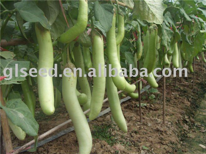 Vinete Thai-Long-Geen