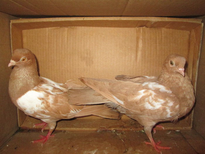 alti  pui din  noiembrie