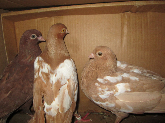 pui  din noiembrie oglind