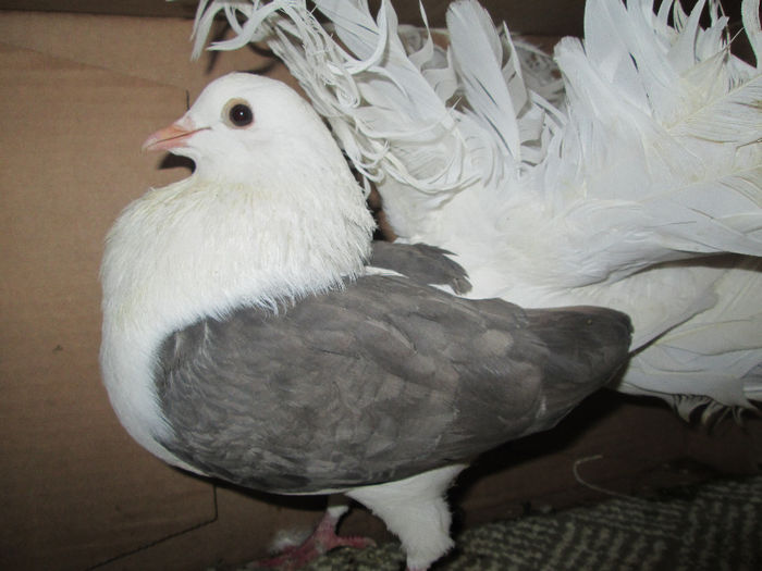 V  femela  castanie  50 lei