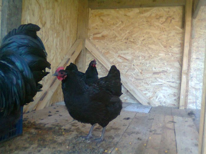 Fotografie0106 - Australorp Negru