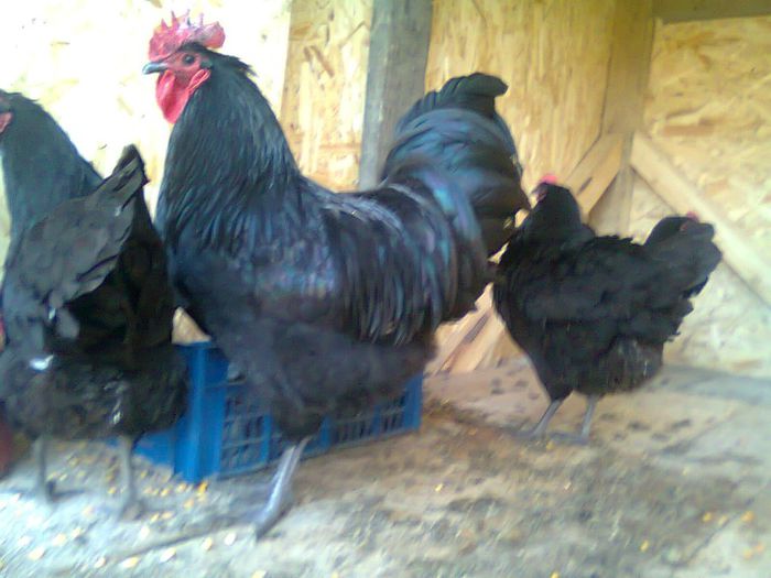 Fotografie0107 - Australorp Negru