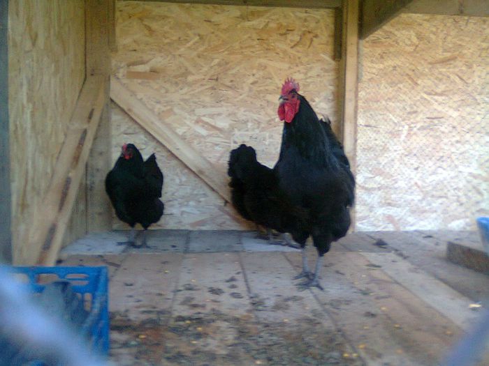 Fotografie0109 - Australorp Negru