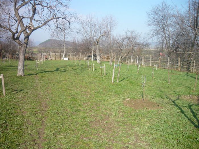 P1050263 - plantare pomi fructiferi 2o12