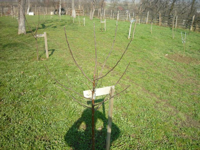 P1050265 - plantare pomi fructiferi 2o12