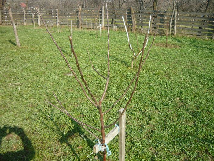 P1050267 - plantare pomi fructiferi 2o12