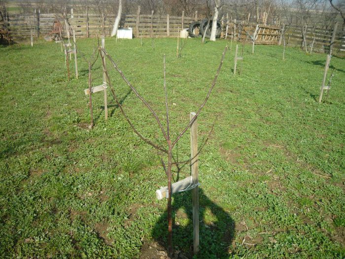 P1050270 - plantare pomi fructiferi 2o12