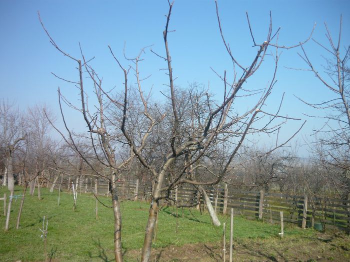 P1050275 - plantare pomi fructiferi 2o12