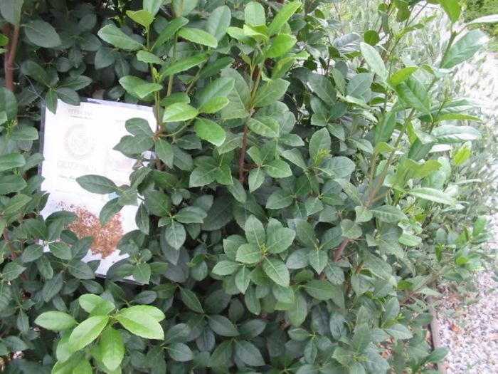 Ilex paraguariensis - 2-de vanzare 2019-2020-SEMINTE IERBURI FOLOSITOARE SI PLANTE MEDICINALE RARE