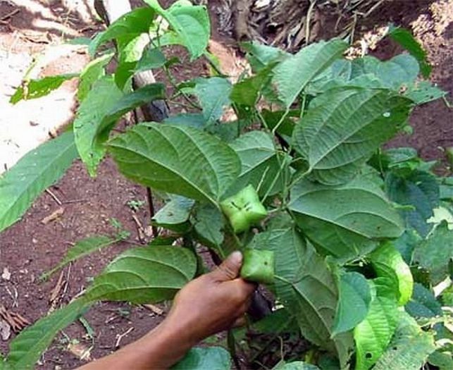 Plukenetia volubilis - 2-de vanzare 2019-2020-SEMINTE IERBURI FOLOSITOARE SI PLANTE MEDICINALE RARE