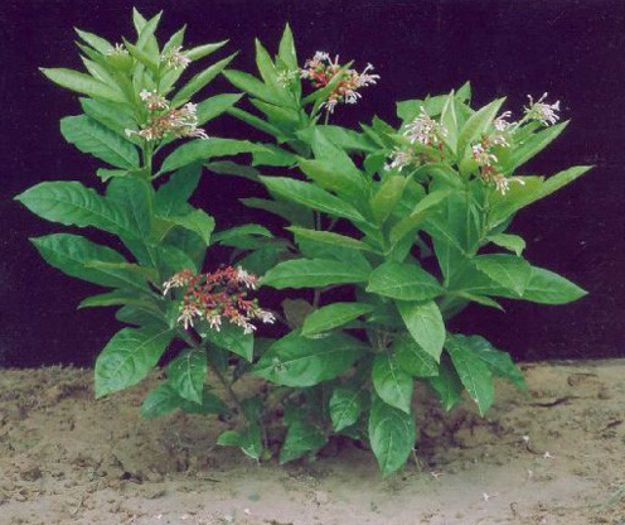 Rauvolfia-Serpentina