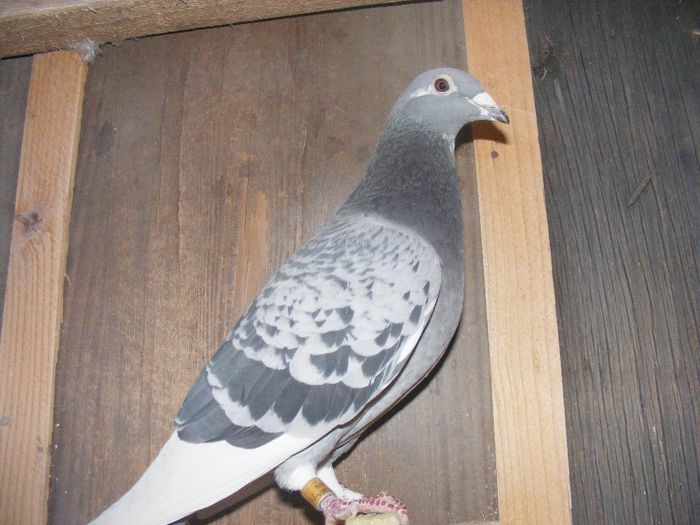 fica 99 foarte buna reproducatoare