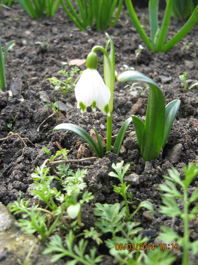 ghioceii copilariei mele. - Flori de gradina 2014