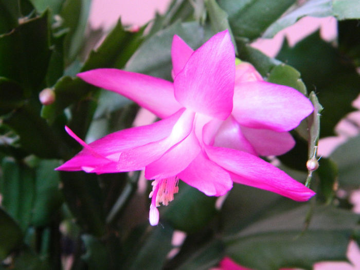 DSCN3205 - Schlumbergera