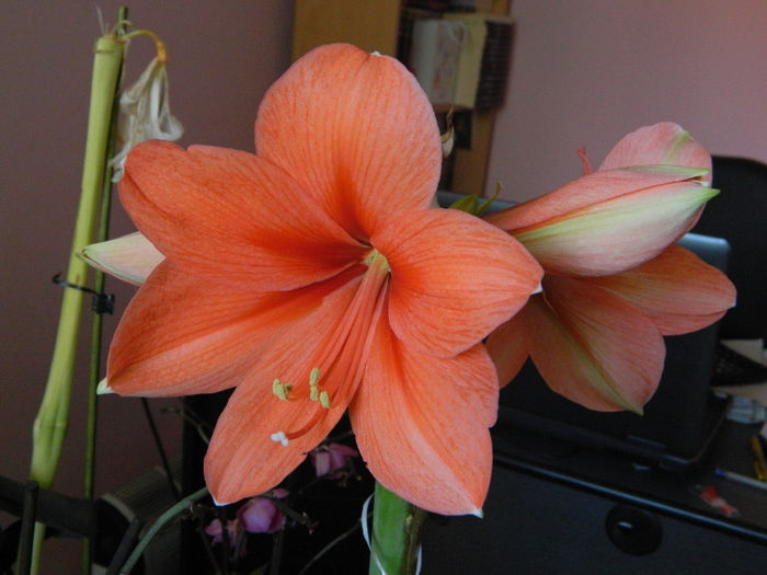 DSCN3202; Tropical Orange
