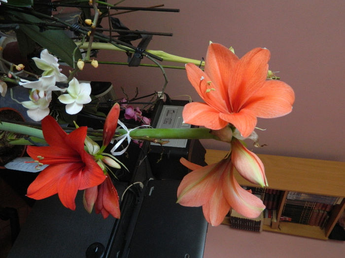 DSCN3203; Tropical Orange si Royal Red
