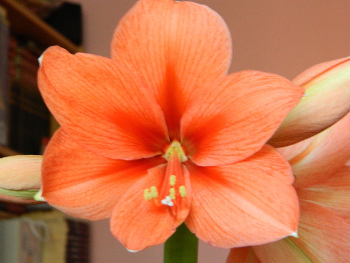 DSCN3207; Tropical Orange
