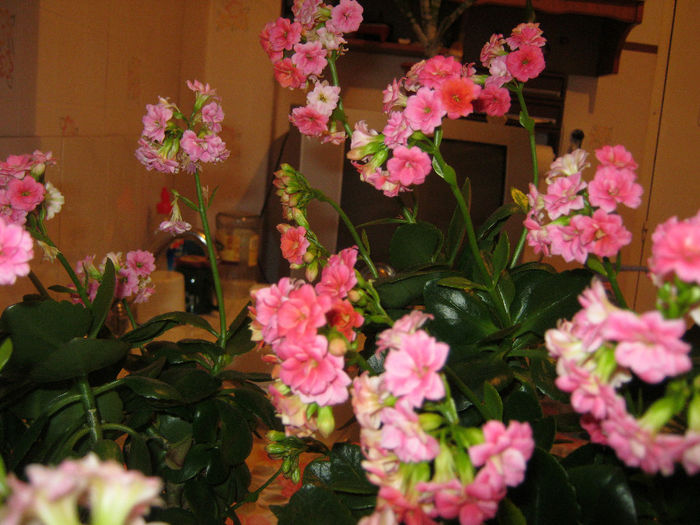 9 martie 2014 - KALANCHOE