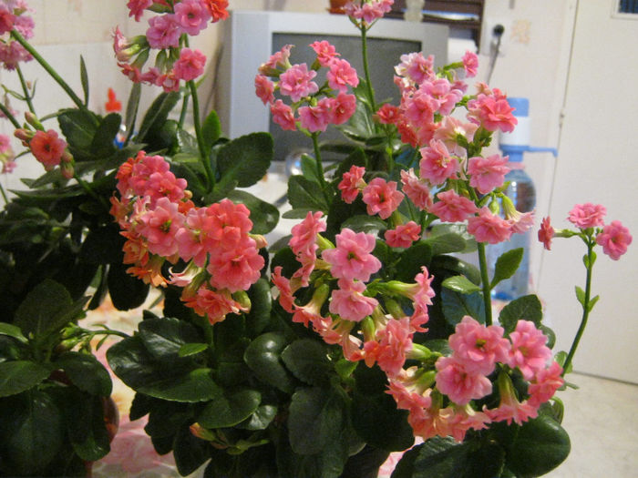  - KALANCHOE