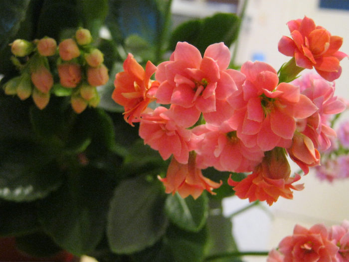  - KALANCHOE