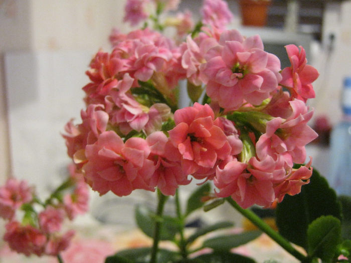  - KALANCHOE