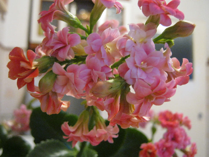  - KALANCHOE