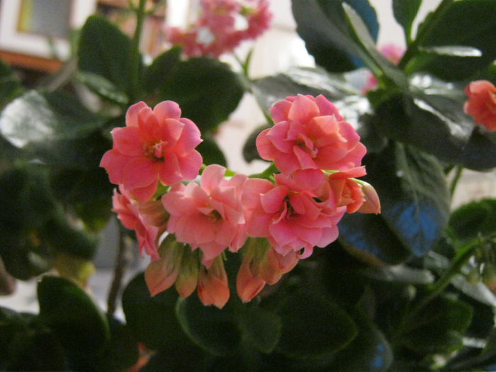  - KALANCHOE