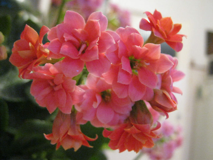  - KALANCHOE