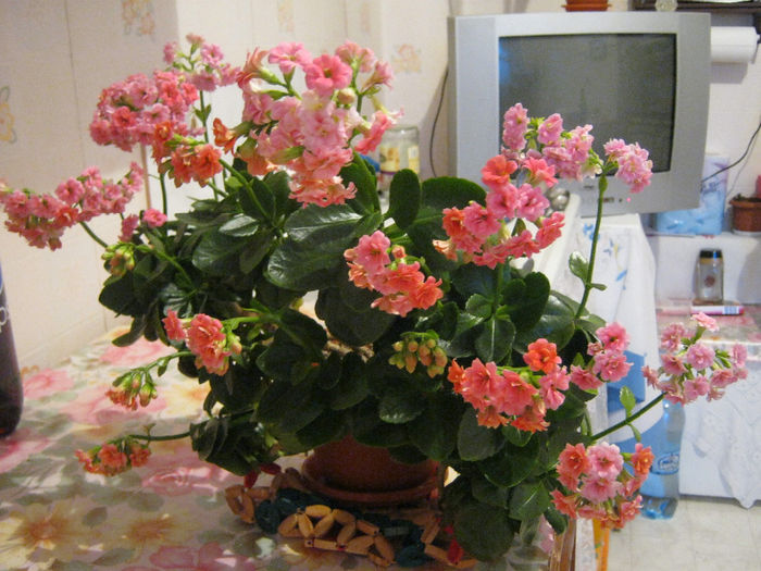  - KALANCHOE