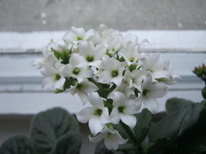 IMG_4494 - KALANCHOE