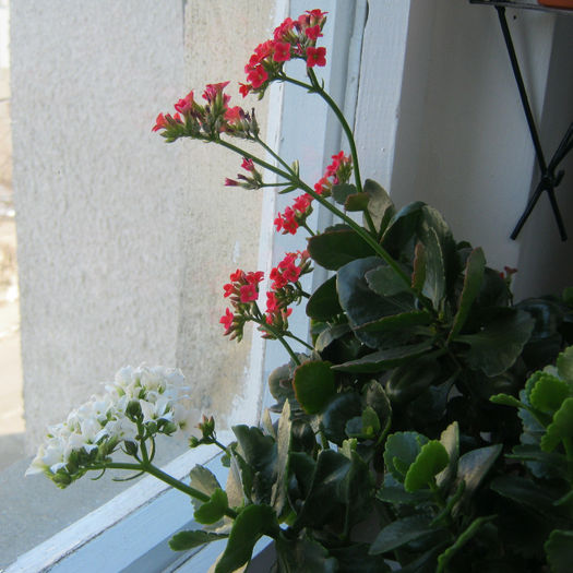 IMG_4529 - KALANCHOE