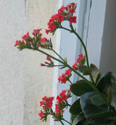 IMG_4529-1 - KALANCHOE