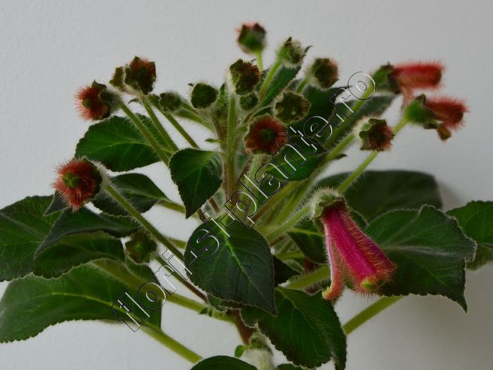 Kohleria Luci s Chic - KOHLERIA IV - Hibrizii mei - My hybrids