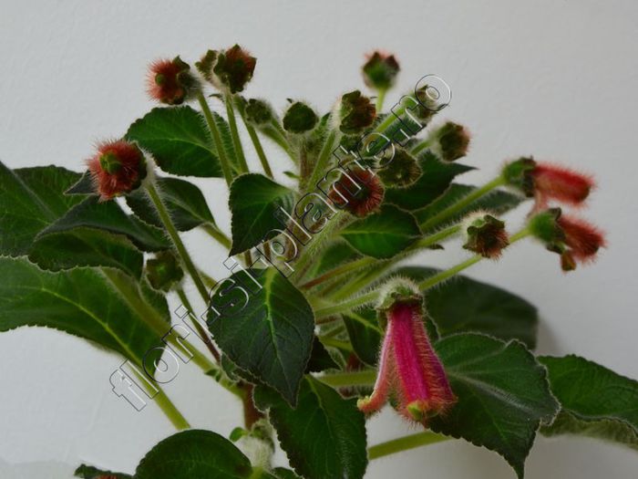 Kohleria Luci s Chic - KOHLERIA IV - Hibrizii mei - My hybrids